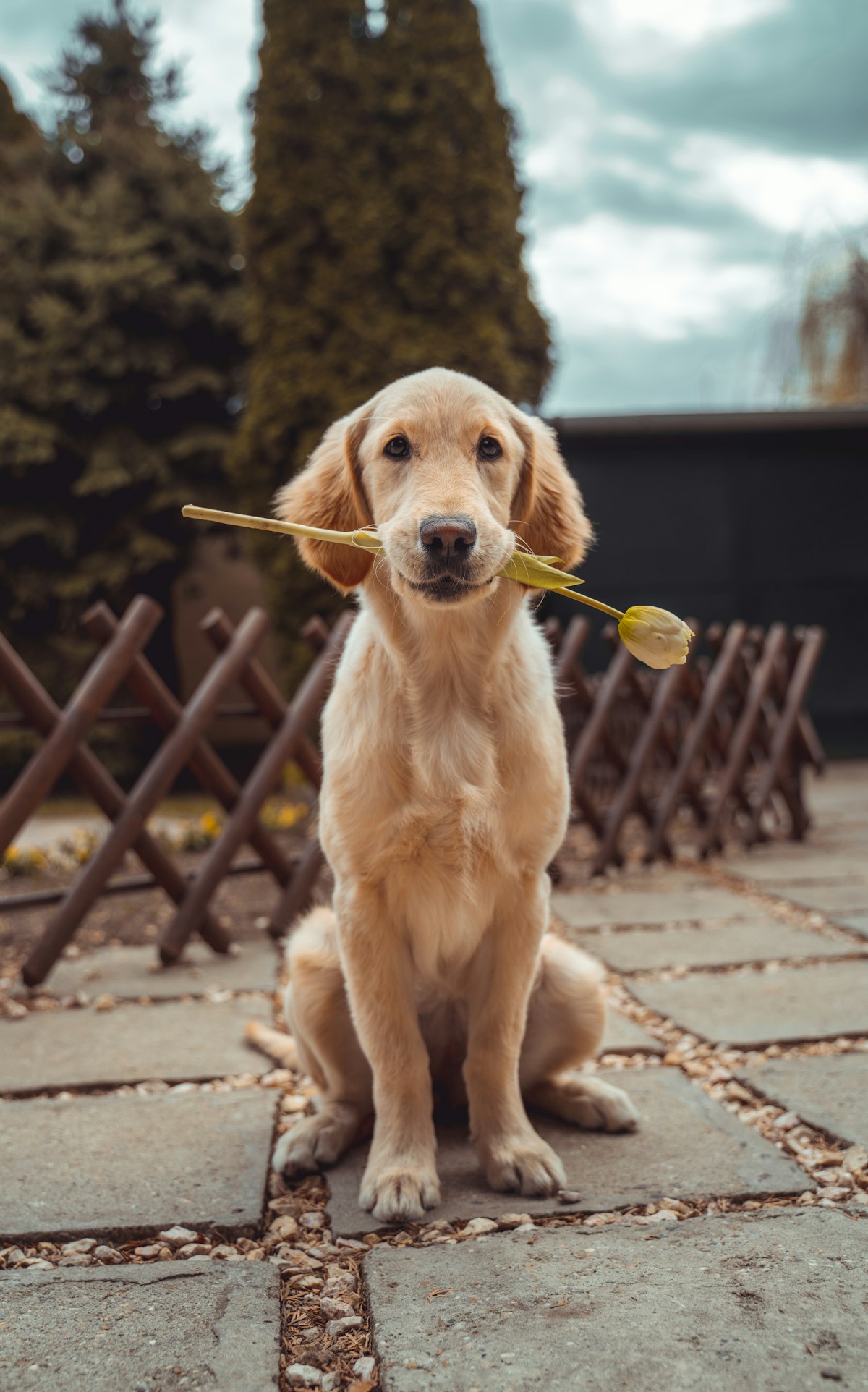 一只金毛寻回犬在户外